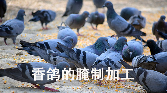 香鸽的腌制加工 香鸽的腌制加工