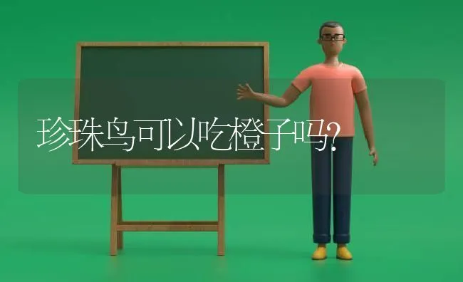 珍珠鸟可以吃橙子吗？