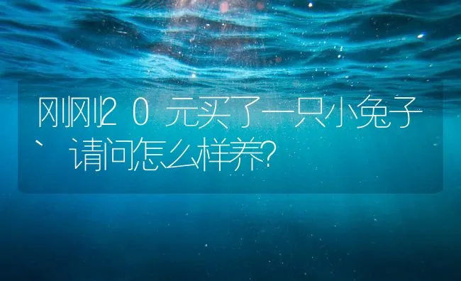 刚刚20元买了一只小兔子`请问怎么样养？