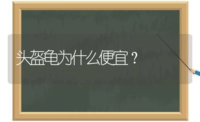 头盔龟为什么便宜？