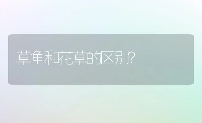 朋友送的暹罗猫，新手来求教怎么科学喂养？