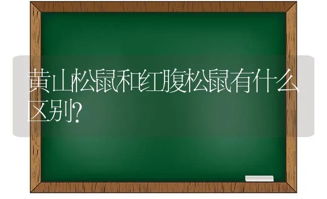 黄山松鼠和红腹松鼠有什么区别？