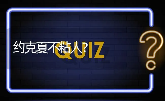 约克夏不粘人？