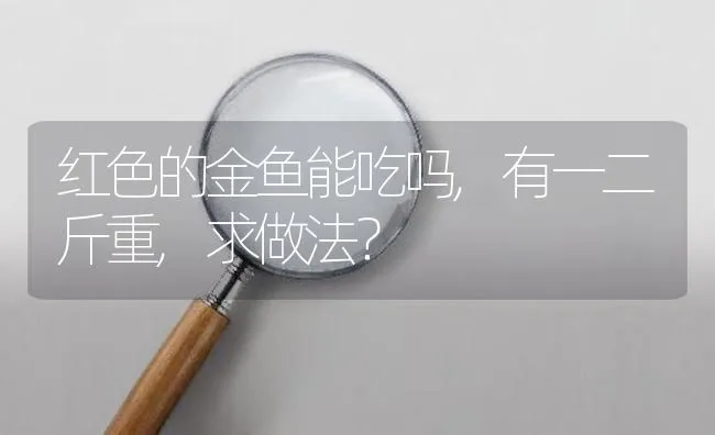 红色的金鱼能吃吗,有一二斤重,求做法？