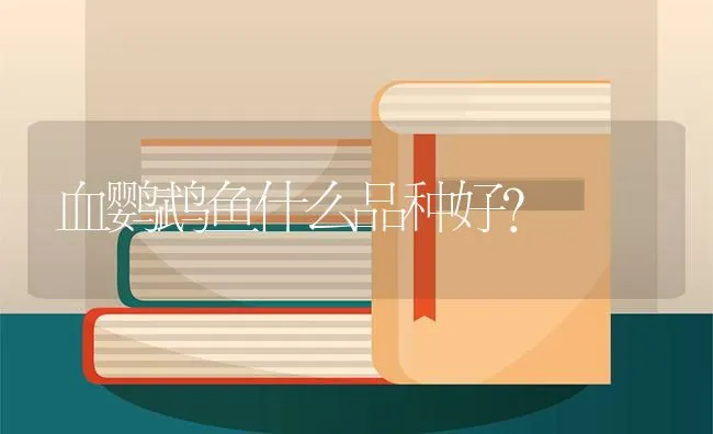 血鹦鹉鱼什么品种好？