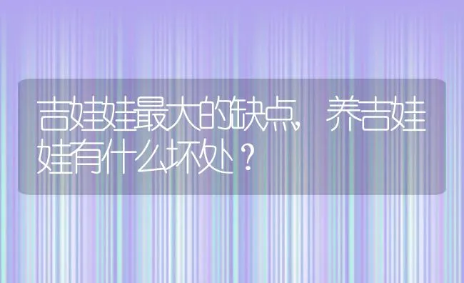 吉娃娃最大的缺点,养吉娃娃有什么坏处？