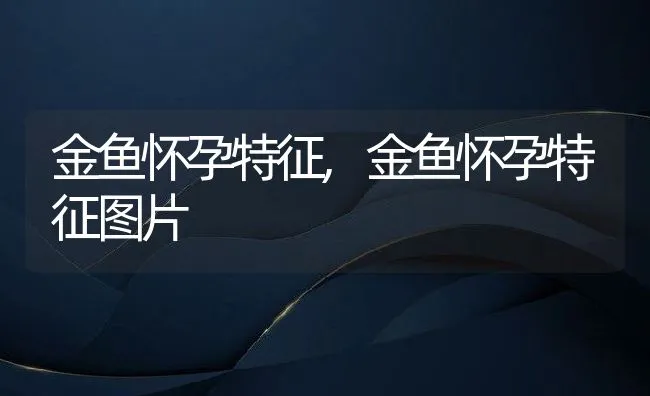 金鱼怀孕特征,金鱼怀孕特征图片