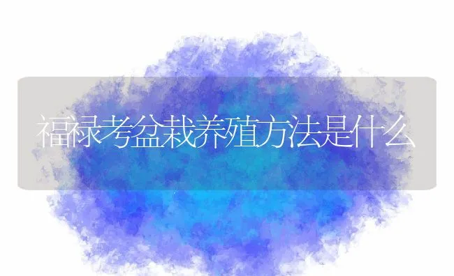 福禄考盆栽养殖方法是什么