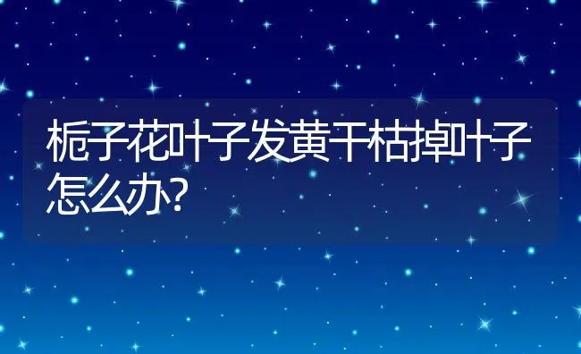 栀子花叶子发黄干枯掉叶子怎么办？