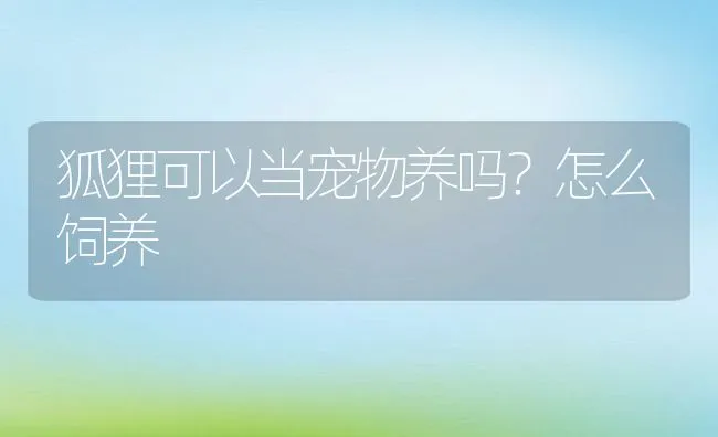 狐狸可以当宠物养吗？怎么饲养