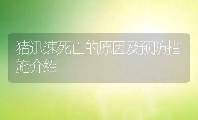 猪迅速死亡的原因及预防措施介绍