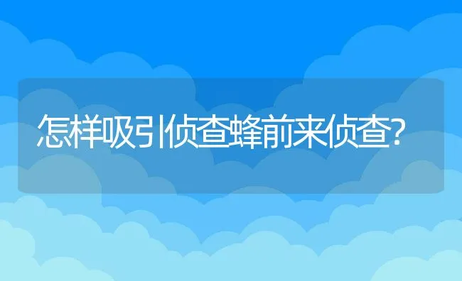 怎样吸引侦查蜂前来侦查？