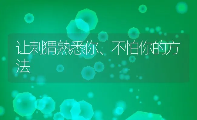 让刺猬熟悉你、不怕你的方法