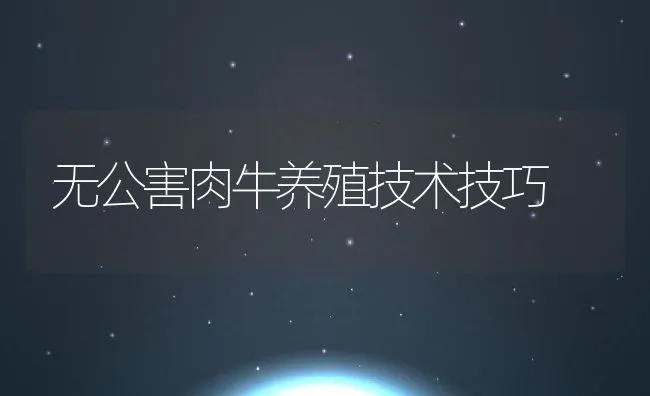 无公害肉牛养殖技术技巧