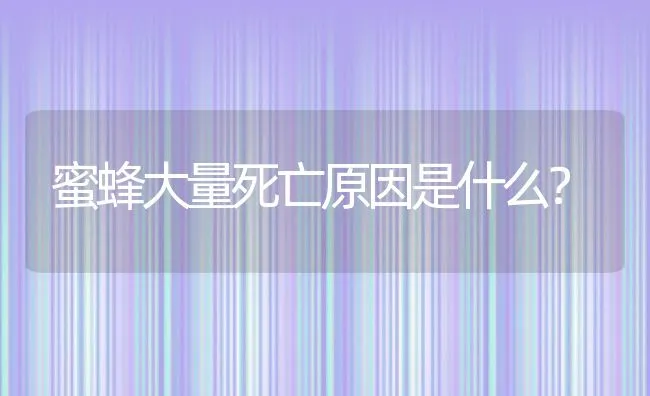 蜜蜂大量死亡原因是什么？