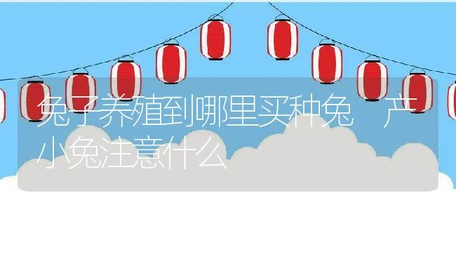 兔子养殖到哪里买种兔 产小兔注意什么