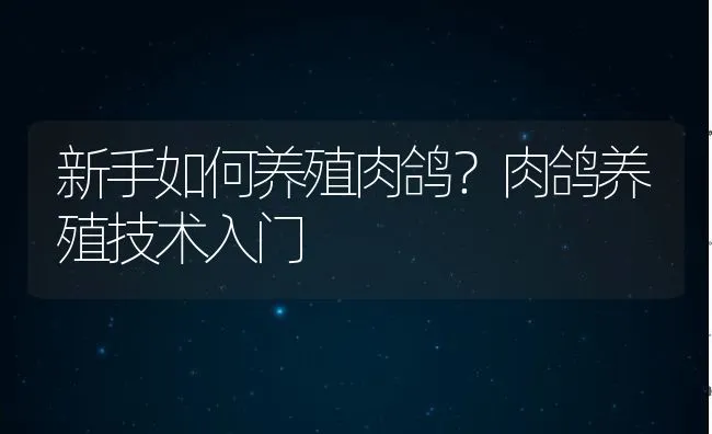 新手如何养殖肉鸽？肉鸽养殖技术入门