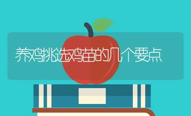 养鸡挑选鸡苗的几个要点