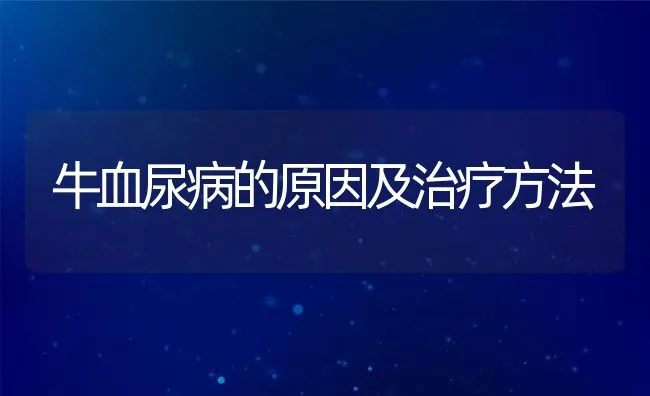 牛血尿病的原因及治疗方法