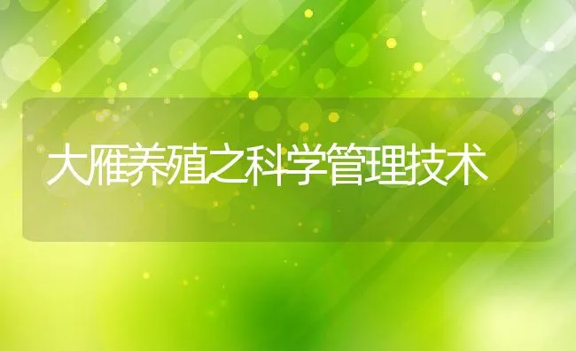 大雁养殖之科学管理技术