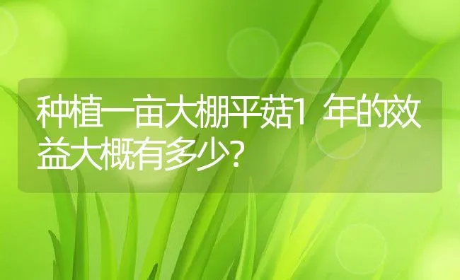 种植一亩大棚平菇1年的效益大概有多少？